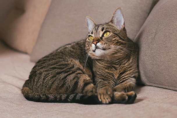 Όμορφη γάτα απολαμβάνει να ξεκουράζεται στον καναπέ. Ήπια φωτογραφία. - Φωτογραφία, εικόνα