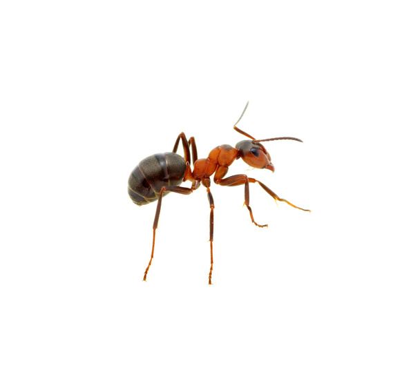 Mrówka na białym tle - Zdjęcie, obraz