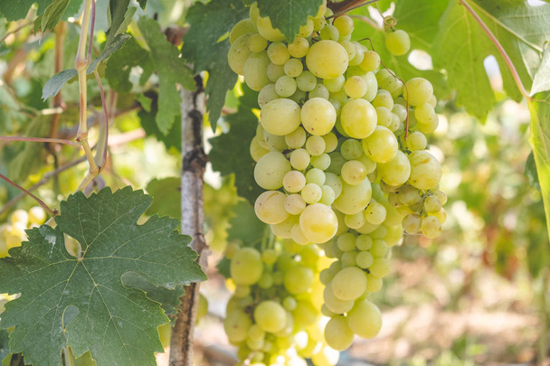 Dojrzewanie zielonych winogron w lecie w winnicy. - Zdjęcie, obraz
