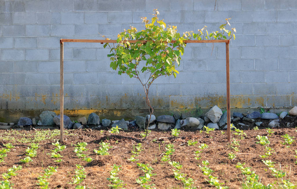 Un soporte de apoyo casero simple pero eficaz para asegurar un árbol en un jardín
.  - Foto, Imagen