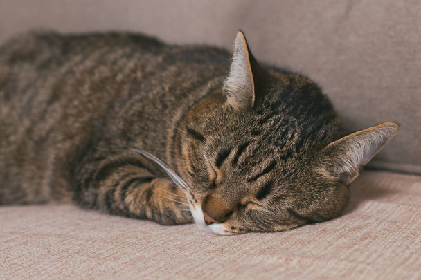 Cute cat enjoys sleeping on sofa.Toned photo - Photo, Image