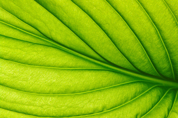 close up leaf - Photo, Image