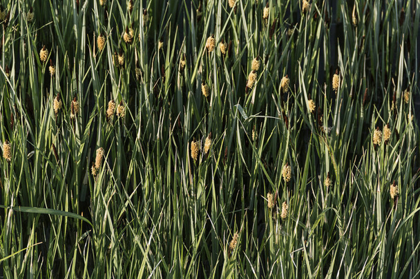 Twinkling in sunlight reeds grass spring background - Photo, Image