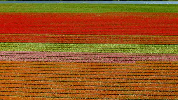 Veduta aerea dei campi di tulipani in primavera, Olanda, Paesi Bassi
 - Foto, immagini