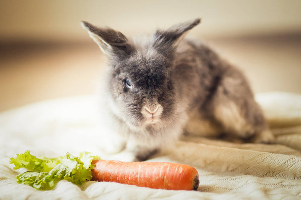 Fluffy gray rabbit and carrot - Photo, Image