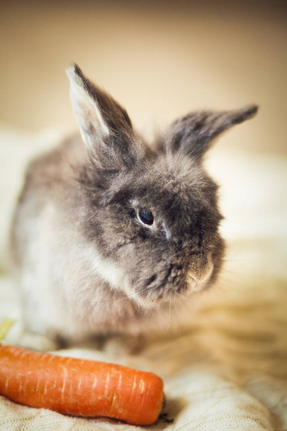Fluffy gray rabbit, close up - Zdjęcie, obraz