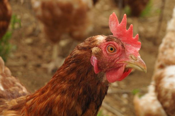 portrait d'un poulet dans une cour de ferme
 - Photo, image