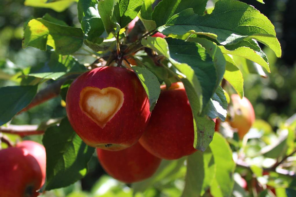 apple with a carved heart on the apple tree - Photo, Image