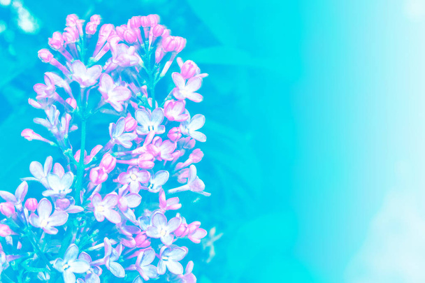 Fleurs lumineuses et colorées lilas
 - Photo, image