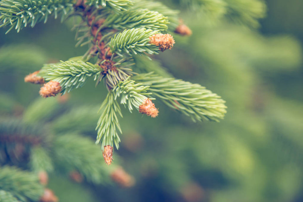 Fresh green fir tree branch - Foto, Imagen