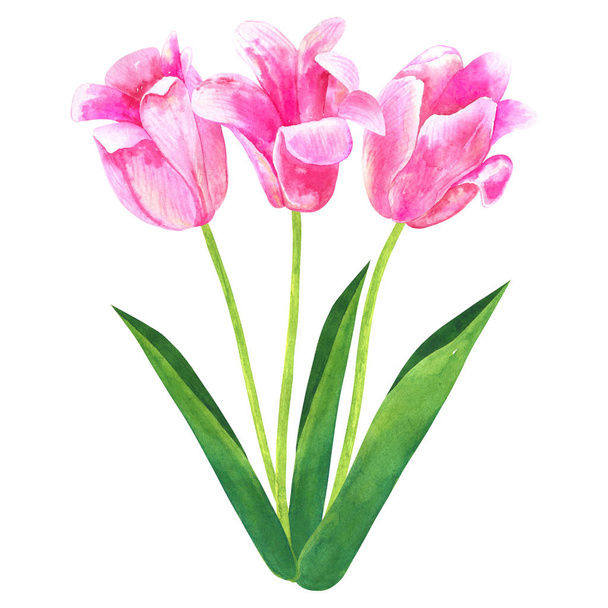 Bouquet of pink tulips. Hand drawn watercolor illustration. Isolated on white background. - Photo, Image