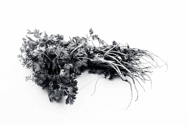 Raw organic fresh bunch of parsley leaves isolated on white. - 写真・画像