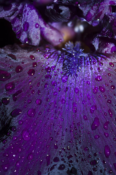 Foto de fondo, pétalo púrpura oscuro de una flor de iris de cerca, cubierto con gotas de lluvia
 - Foto, imagen