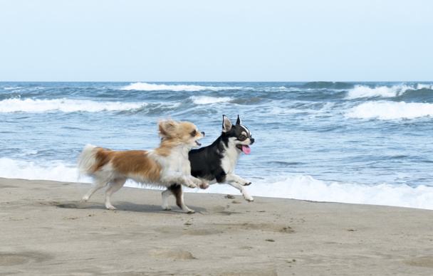 Chihuahuas en la playa
 - Foto, imagen