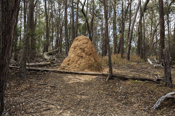 Parque Nacional de Nueva Inglaterra jalá Termite Mound
 - Foto, Imagen