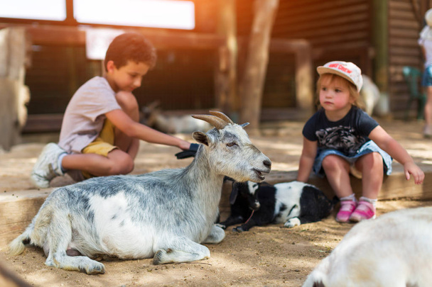 little boy and girl feeding goat at farm - Фото, зображення