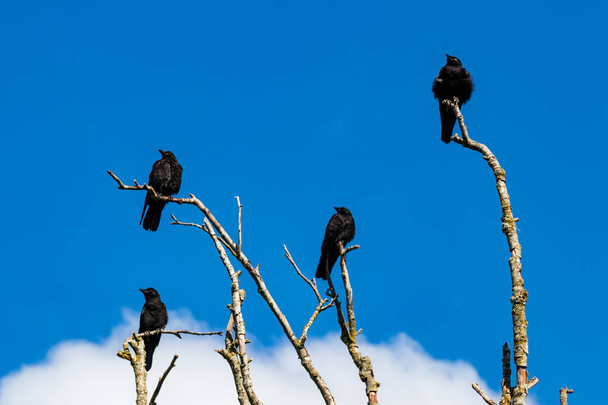 Morderstwo wrony zbierające się na martwe gałęzie drzew - Zdjęcie, obraz