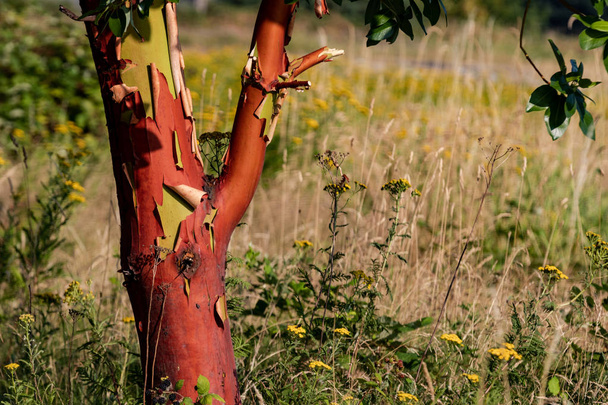 Peler Madrona avec noyau rouge dans un champ herbeux
 - Photo, image