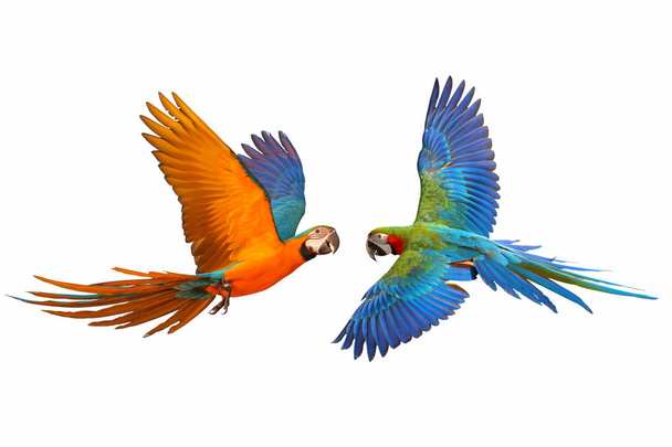 Värikäs lentävä papukaija eristetty valkoisella taustalla
 - Valokuva, kuva