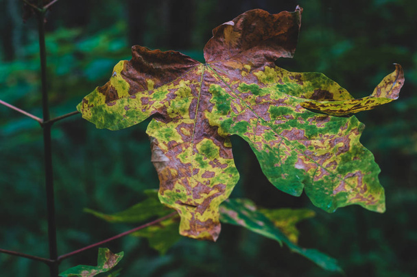 Золотисто-коричневый мертвый осенний лист умирает
 - Фото, изображение