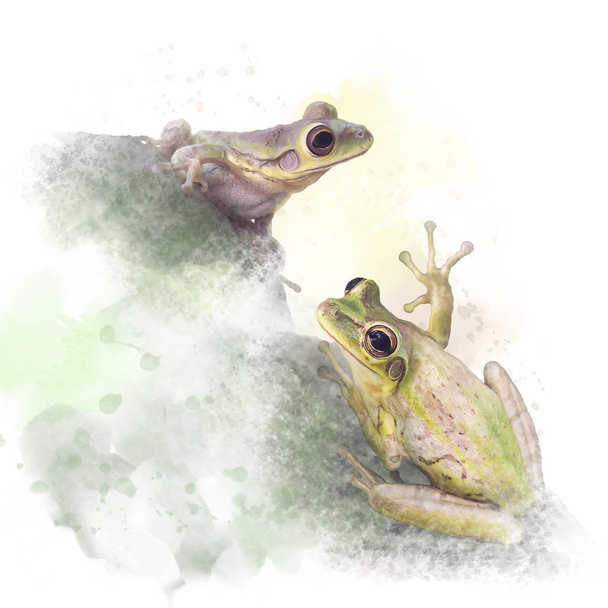 Tree Frogs watercolor on white background - Photo, Image
