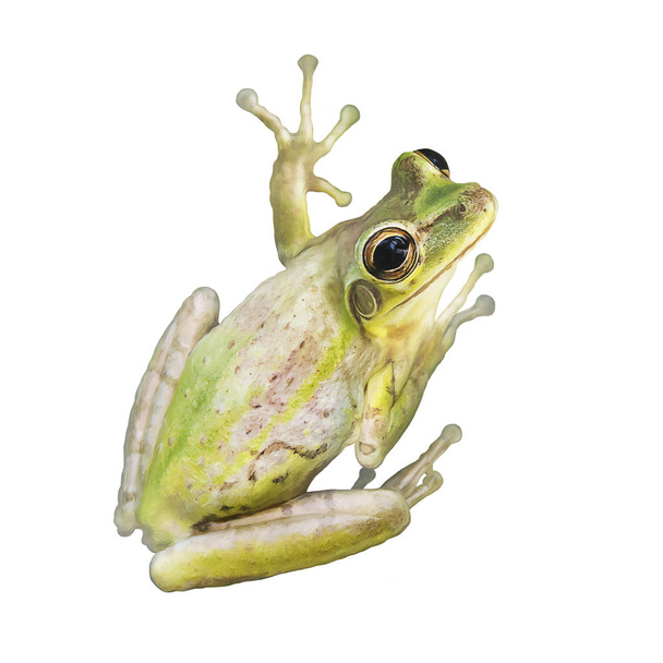 Tree Frog watercolor on white background - Photo, Image