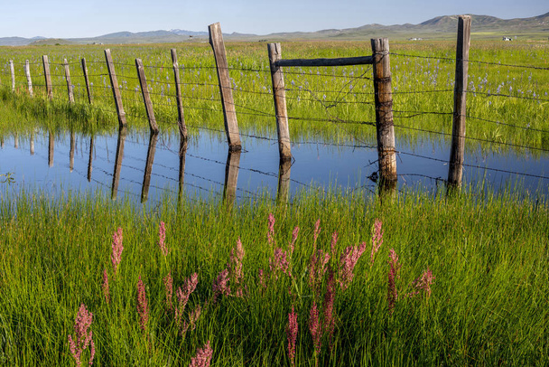 Старый деревянный забор в травянистом болоте
 - Фото, изображение