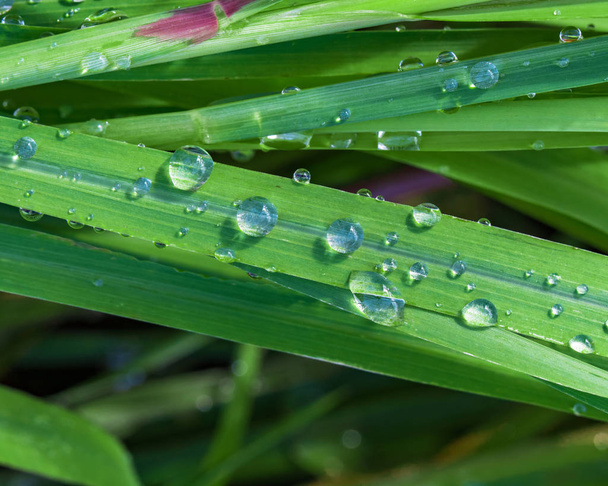 water drop on leaf grass - Zdjęcie, obraz