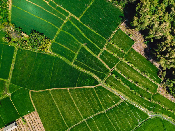 Вид с воздуха на зеленые рисовые поля. Природная текстура острова Бали
. - Фото, изображение