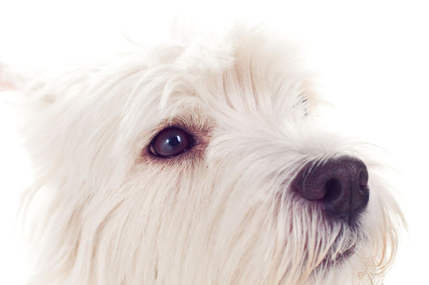 West Highland White Terrier - Foto, Bild