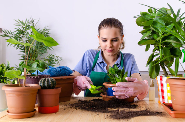 Fiatal női kertész növényekkel zárt térben  - Fotó, kép