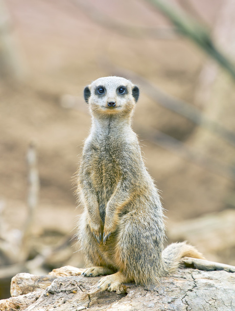 Meerkat debout à l'affût
 - Photo, image