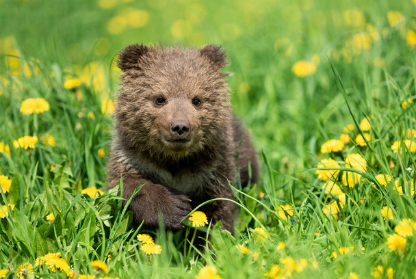 Brown Bear cub játszik a nyári területen - Fotó, kép