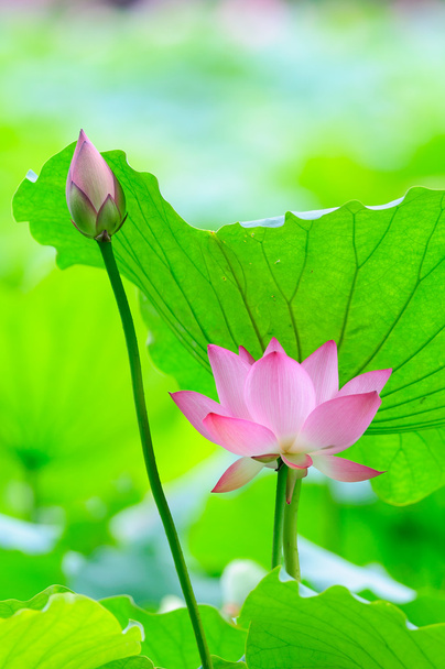 Lotusblume und Blütenknospe - Foto, Bild