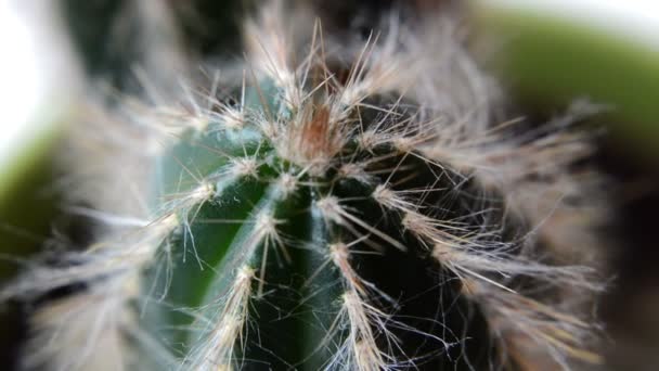 Kaktusz és a tüskék közelsége - Felvétel, videó