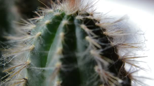 Close-up van de cactus en zijn doornen - Video