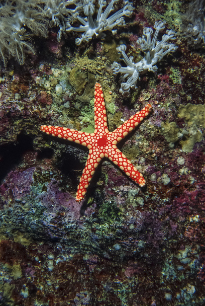 SUDAN, Red Sea, U.W. photo, tropical starfish - Photo, Image