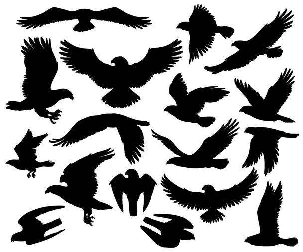 Aguila depredadora o halcón halcón aves siluetas
 - Vector, Imagen