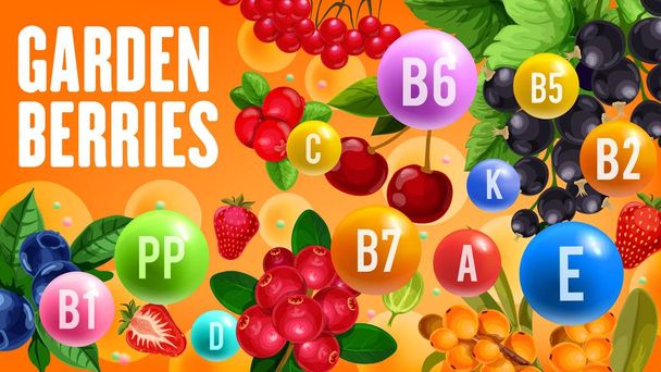Vitaminas saludables en frutas de bayas de jardín orgánicas
 - Vector, imagen