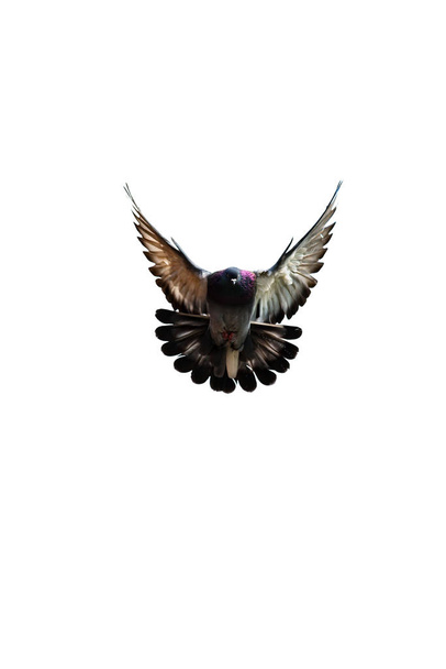 Beyaz arka plan üzerinde izole güvercin - Fotoğraf, Görsel
