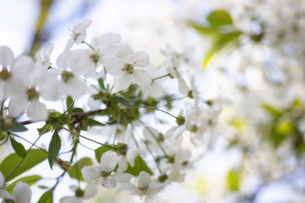 Çiçek açan ağaçların bulanık arka planında beyaz elma çiçekleri - Fotoğraf, Görsel