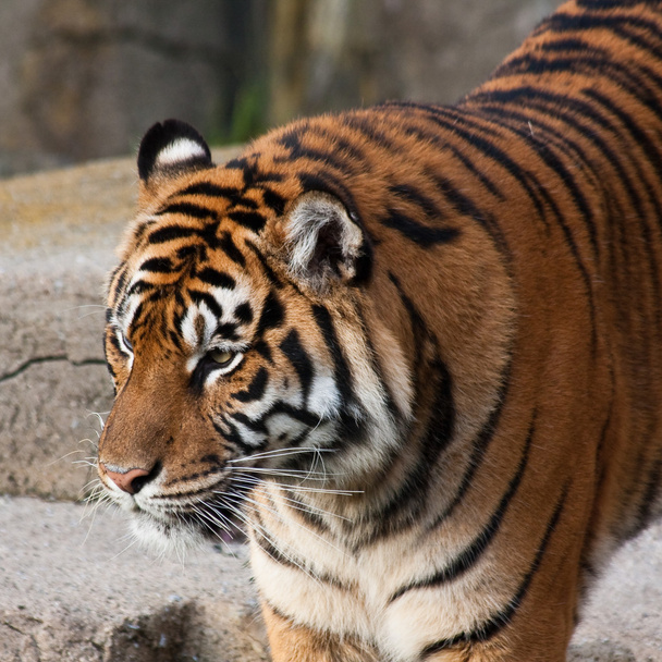 Siberische tijger - Foto, afbeelding
