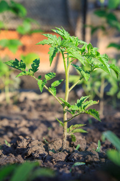junge Tomatenpflanze am Morgen auf einem Gartenbeet. - Foto, Bild