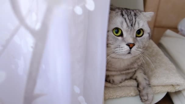 Striped cat peeks out from behind the curtains sitting on the windowsill. - Video, Çekim