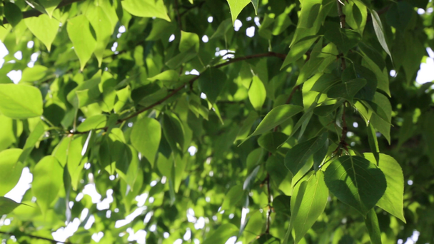Im Frühling wehen grüne Blätter an den Bäumen. ausgewählter Schwerpunkt. Hintergrund verschwimmen lassen. - Filmmaterial, Video