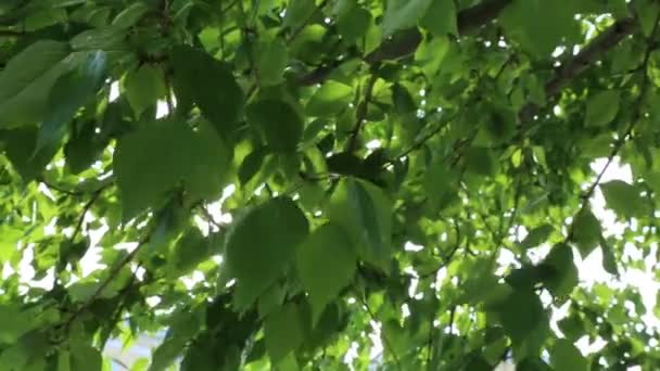 Green leaves are waving on the trees at springtime. Selected focus. Blur background. - Filmmaterial, Video