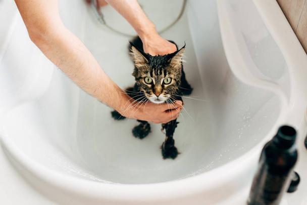 Het proces van het wassen van de kat in de badkamer - Foto, afbeelding