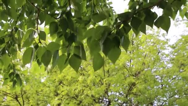 Green leaves are waving on the trees at springtime. Selected focus. Blur background. - Séquence, vidéo