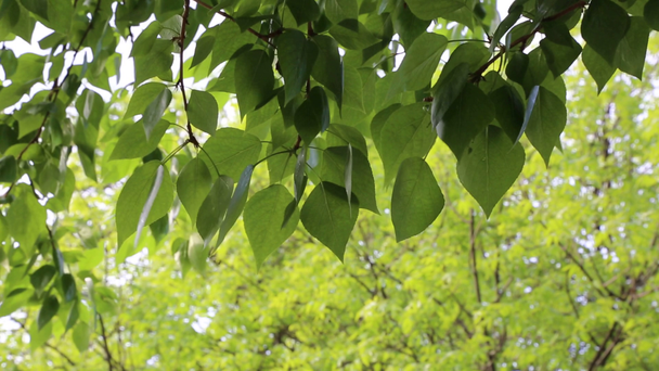 Mooie groene bladeren zwaaien op de bomen in de lente. Geselecteerde focus. Achtergrond vervagen. - Video