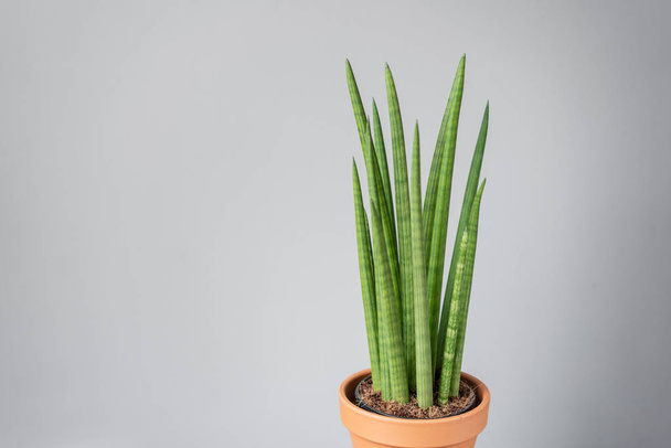 Sansevieria plants. Stylish green plant in ceramic pots on wooden vintage stand on background of gray wall. Modern room decor. sansevieria plants. Copy space - Fotografie, Obrázek
